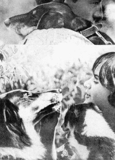 Твой друг (сборник по собаководству, 1973 г.) i_090.jpg