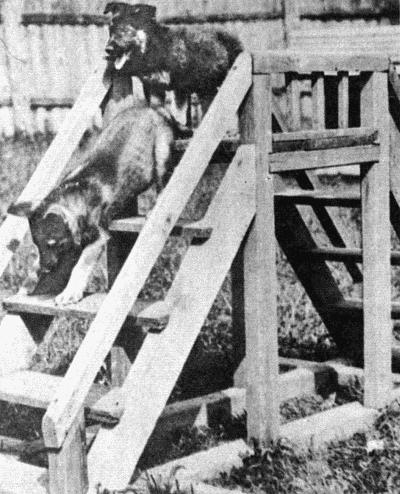 Твой друг (сборник по собаководству, 1973 г.) i_092.jpg