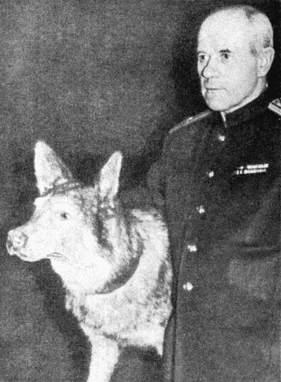 Твой друг (сборник по собаководству, 1973 г.) i_103.jpg