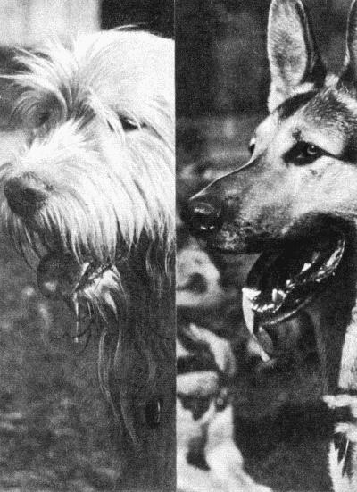 Твой друг (сборник по собаководству, 1973 г.) i_017.jpg