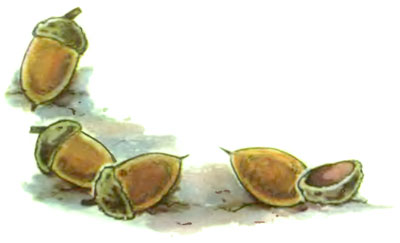 Желудёк i_005.jpg