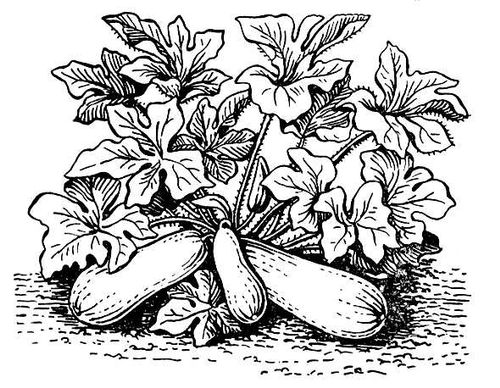 Большая Советская Энциклопедия (КА) i010-001-264656509.jpg
