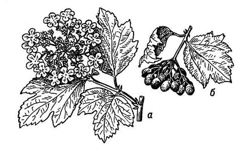 Большая Советская Энциклопедия (КА) i010-001-263250911.jpg