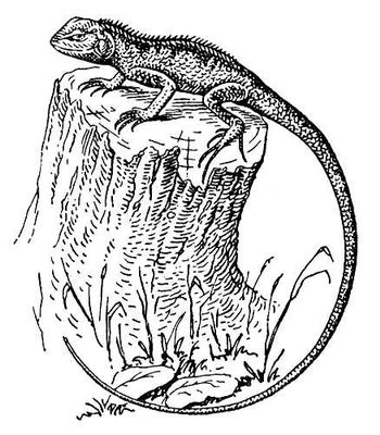 Большая Советская Энциклопедия (КА) i010-001-268732828.jpg
