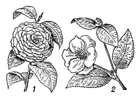 Большая Советская Энциклопедия (КА) i010-001-248078167.jpg
