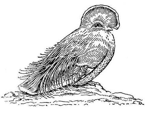 Большая Советская Энциклопедия (КА) i008-pictures-001-297913175.jpg