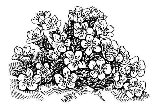 Большая Советская Энциклопедия (КА) i009-001-207564149.jpg