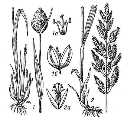 Большая Советская Энциклопедия (КА) i010-001-286209098.jpg