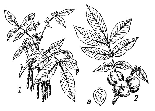 Большая Советская Энциклопедия (КА) i010-001-277249096.jpg