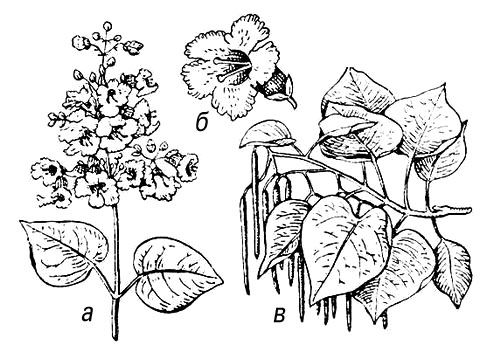 Большая Советская Энциклопедия (КА) i010-001-278368294.jpg