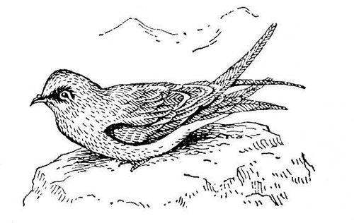 Большая Советская Энциклопедия (КА) i010-001-281068067.jpg