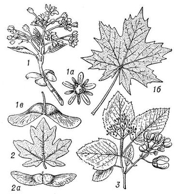 Большая Советская Энциклопедия (КЛ) i010-001-250045709.jpg