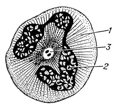 Большая Советская Энциклопедия (КЛ) i009-001-223680740.jpg