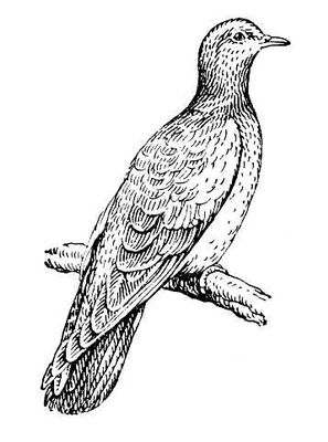 Большая Советская Энциклопедия (КЛ) i010-001-253770981.jpg