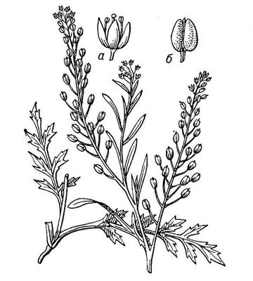 Большая Советская Энциклопедия (КЛ) i009-001-216856744.jpg