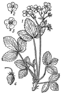 Большая Советская Энциклопедия (КЛ) i010-001-280698973.jpg