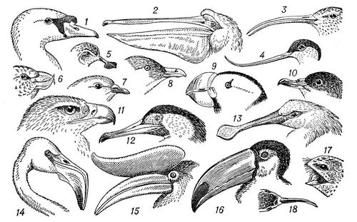 Большая Советская Энциклопедия (КЛ) i009-001-224406459.jpg
