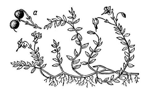 Большая Советская Энциклопедия (КЛ) i009-001-217414855.jpg