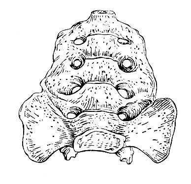 Большая Советская Энциклопедия (КР) i010-001-257384320.jpg
