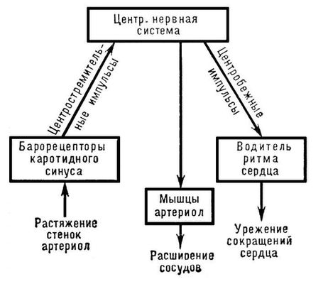 Большая Советская Энциклопедия (КР) i010-001-253076479.jpg