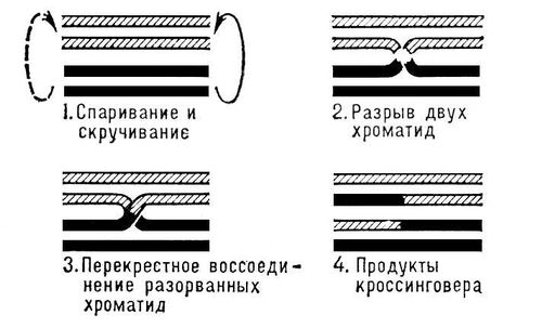 Большая Советская Энциклопедия (КР) i009-001-209879108.jpg