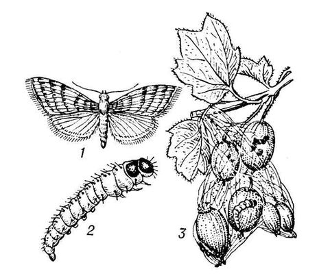 Большая Советская Энциклопедия (КР) i010-001-256978951.jpg