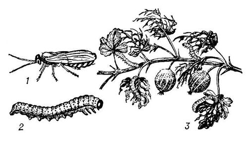 Большая Советская Энциклопедия (КР) i010-001-267228577.jpg