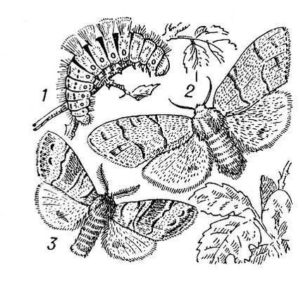 Большая Советская Энциклопедия (КР) i010-001-284752087.jpg