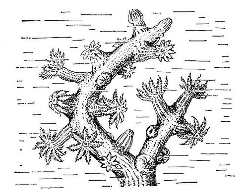 Большая Советская Энциклопедия (КР) i009-001-204192505.jpg