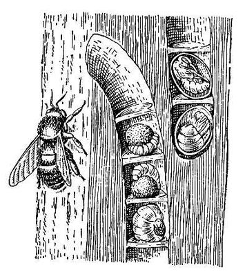 Большая Советская Энциклопедия (КС) i010-001-283907291.jpg