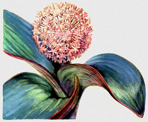 Большая Советская Энциклопедия (ЛУ) i009-001-238515168.jpg
