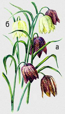 Большая Советская Энциклопедия (ЛУ) i010-001-262308343.jpg