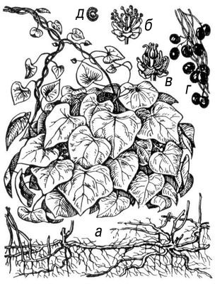 Большая Советская Энциклопедия (ЛУ) i009-001-204067291.jpg
