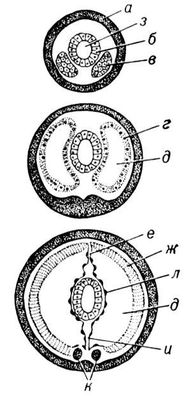 Большая Советская Энциклопедия (МЕ) i010-001-280554503.jpg