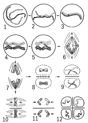 Большая Советская Энциклопедия (МЕ) i010-001-270660886.jpg