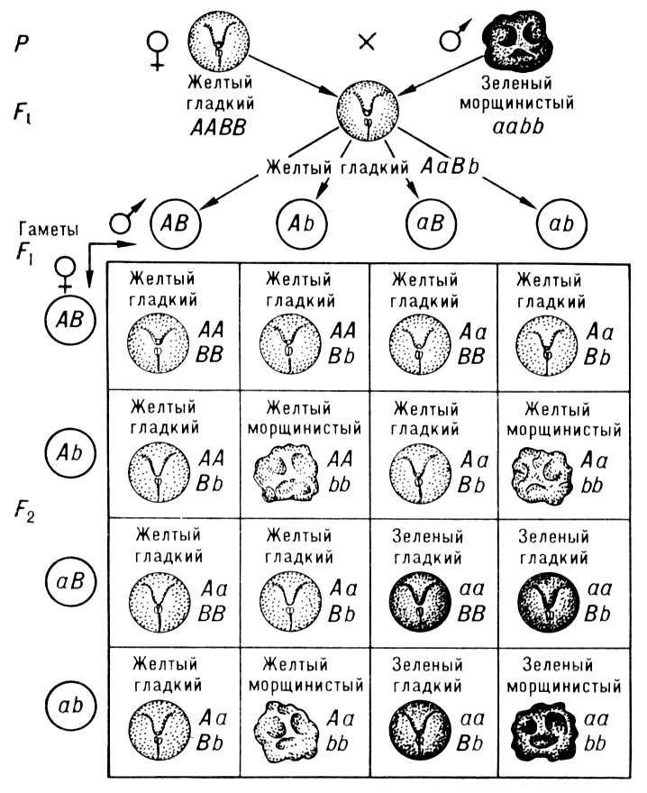 Большая Советская Энциклопедия (МЕ) i010-001-265233839.jpg