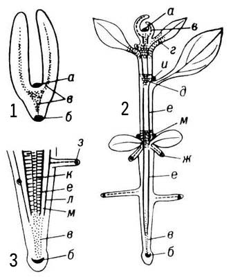 Большая Советская Энциклопедия (МЕ) i010-001-273788876.jpg
