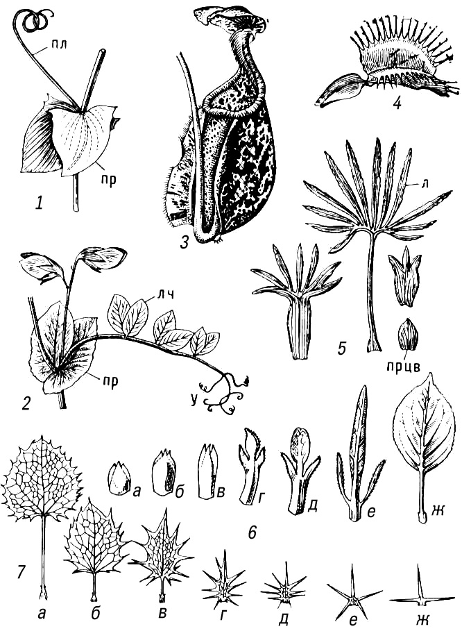 Большая Советская Энциклопедия (МЕ) i009-001-213529146.jpg