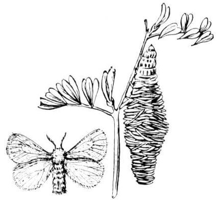 Большая Советская Энциклопедия (МЕ) i010-001-283728020.jpg
