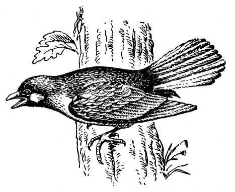 Большая Советская Энциклопедия (МЕ) i010-001-284080968.jpg