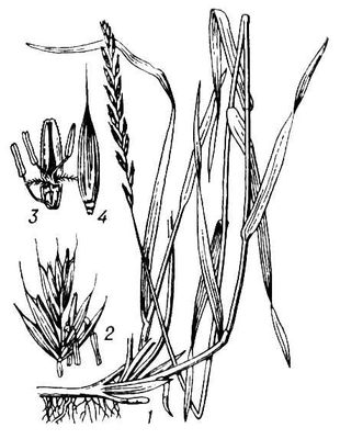 Большая Советская Энциклопедия (ПЫ) i009-001-227855125.jpg