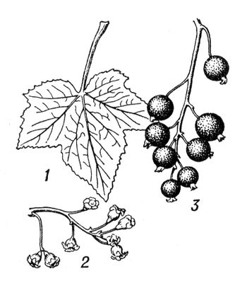 Большая Советская Энциклопедия (СМ) i010-001-246851682.jpg
