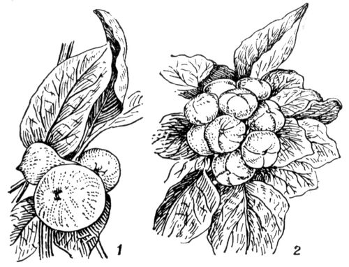 Большая Советская Энциклопедия (ТУ) i010-001-246743826.jpg