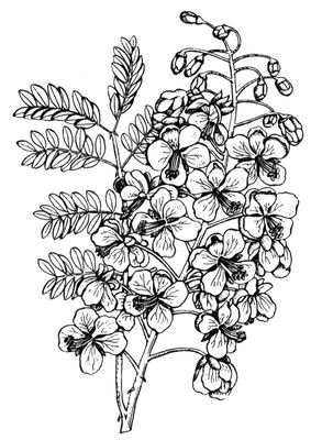Большая Советская Энциклопедия (ЦЕ) i010-001-283825968.jpg