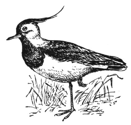 Большая Советская Энциклопедия (ЧИ) i010-001-245079830.jpg