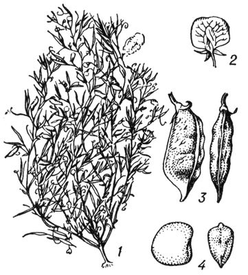 Большая Советская Энциклопедия (ЧИ) i009-001-214840979.jpg