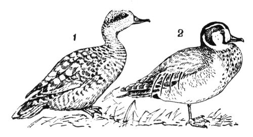 Большая Советская Энциклопедия (ЧИ) i009-001-225788498.jpg