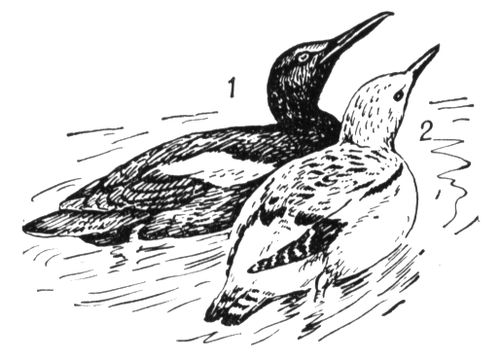 Большая Советская Энциклопедия (ЧИ) i009-001-205888760.jpg