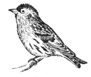 Большая Советская Энциклопедия (ЧИ) i010-001-266634560.jpg