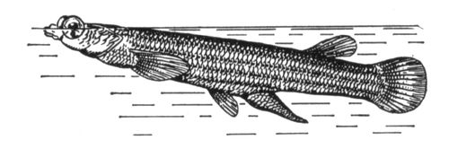 Большая Советская Энциклопедия (ЧЕ) i009-001-234590463.jpg